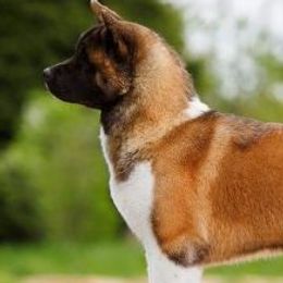 Grom - Akita