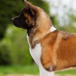 Grom - Akita