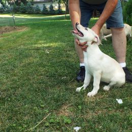 German Shepherd Puppies from Von Prinz German Shepherds