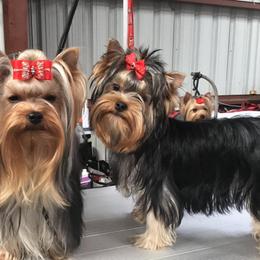 Jazz - Yorkshire Terrier