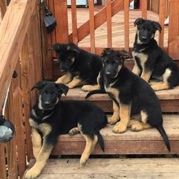 German Shepherd Puppies from Austin’s German Shepherd’s