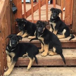 German Shepherd Puppies from Austin’s German Shepherd’s