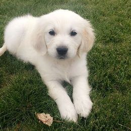 Golden Retriever Puppies from Stage Gulch Goldens