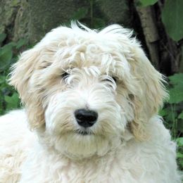 Handsome - Goldendoodle