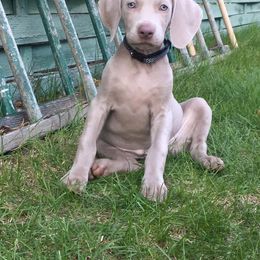 Weimaraner Puppies from Boonieland Kennels