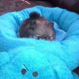 Kayra Pomeranians breeder of Pomeranian