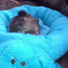 Kayra Pomeranians breeder of Pomeranian