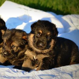 German Shepherd Puppies from Haus Morrisson German Shepherds