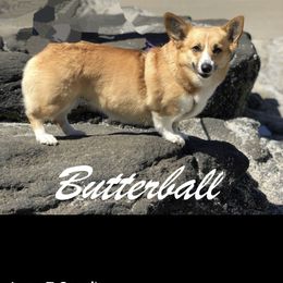 BUTTERS - Pembroke Welsh Corgi