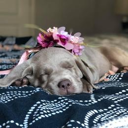 Labrador Retriever Puppies from McKay Creek Labs