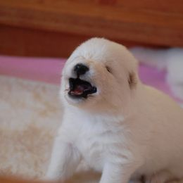 Samoyed Puppies from Seaside Samoyeds