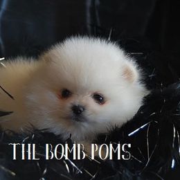 Pomeranian Puppies from The Bomb Poms