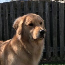 Golden Retriever adult dog