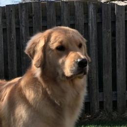 Golden Retriever adult dog