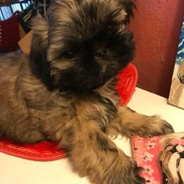 Palaquin breeder of Shih Tzu