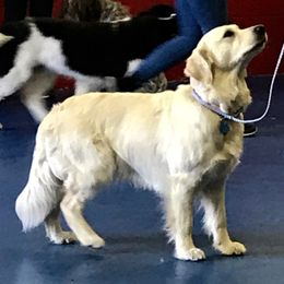 Creekside Golden Wings of Wind Coco Chanel - Golden Retriever