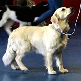 Creekside Golden Wings of Wind Coco Chanel - Golden Retriever