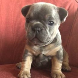 French Bulldog Puppies from Kansas French Bulldogs