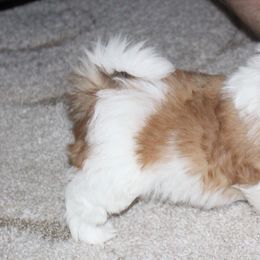 Gemstone Havanese breeder of 