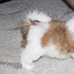 Gemstone Havanese breeder of 