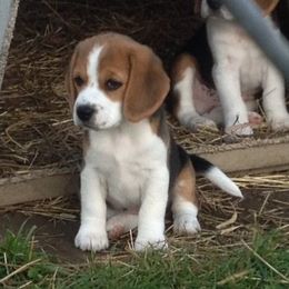 Beagle Puppies from Everwind Beagles