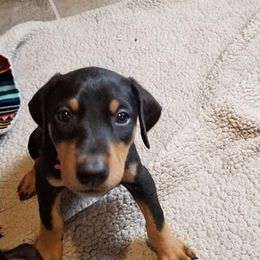 Doberman Pinscher Puppies from Akc Dobermans puppies by Serena