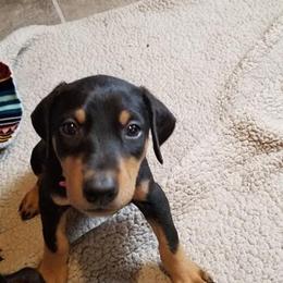 Doberman Pinscher Puppies from Akc Dobermans puppies by Serena