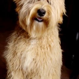 Goldendoodle and Labradoodle All Grown Up from Sharper Doodles