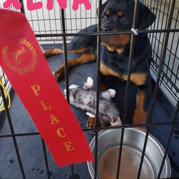 Rottweiler All Grown Up from Simms Rottweilers