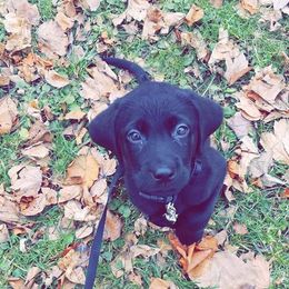 Labrador Retriever Puppies from Ridgeline Retrievers
