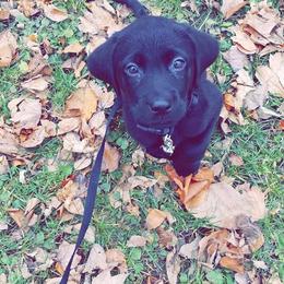 Labrador Retriever Puppies from Ridgeline Retrievers