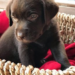 French Bulldog and Labrador Retriever Puppies from 888 Frenchies