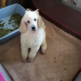 Poodle Puppies from Countryside Standard Poodles