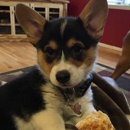 Pembroke Welsh Corgi Puppies from Walkabout's Pembroke Corgi's