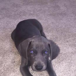 Weimaraner Puppies from Boonieland Kennels