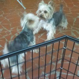 Yorkshire Terrier Puppies from Lisa Bridgewater