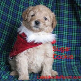 Labradoodle Ranch breeder of Labradoodle