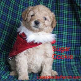Labradoodle Ranch breeder of Labradoodle