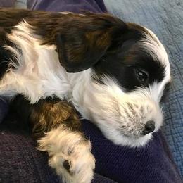 Tibetan Terrier Puppies from Gemms Kennels Tibetan Terriers