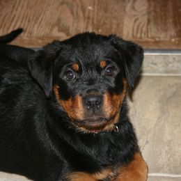 Rottweiler Puppies from Sky Valley Rottweilers