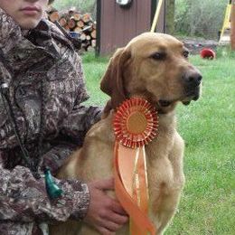 Labrador Retriever adult dog