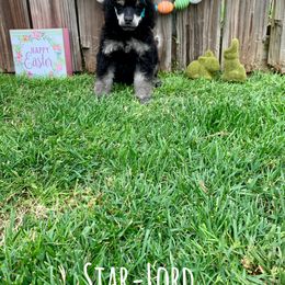 Poodle Puppies from Cosmic Caliber Standard Poodles