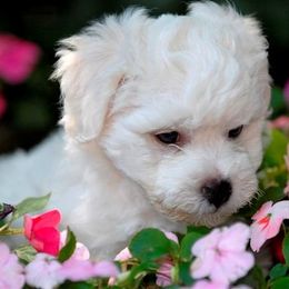  Puppies from Patchwork