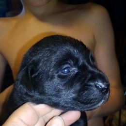 Australian Cattle Dog and Labrador Retriever Puppies from Trinity C Australian Cattle Dogs and Silver Labradors