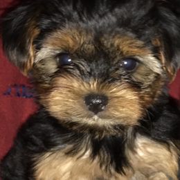 Yorkshire Terrier Puppies from Debra’s YORKIES