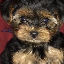 Yorkshire Terrier Puppies from Debra’s YORKIES