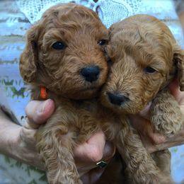 Tampa Bay Australian Labradoodles breeder of Australian Labradoodle