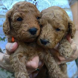 Tampa Bay Australian Labradoodles breeder of Australian Labradoodle