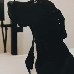 Great Dane Puppies from Dynamic Danes