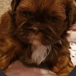 Shih Tzu Puppies from Jensen's Lil House of Demons